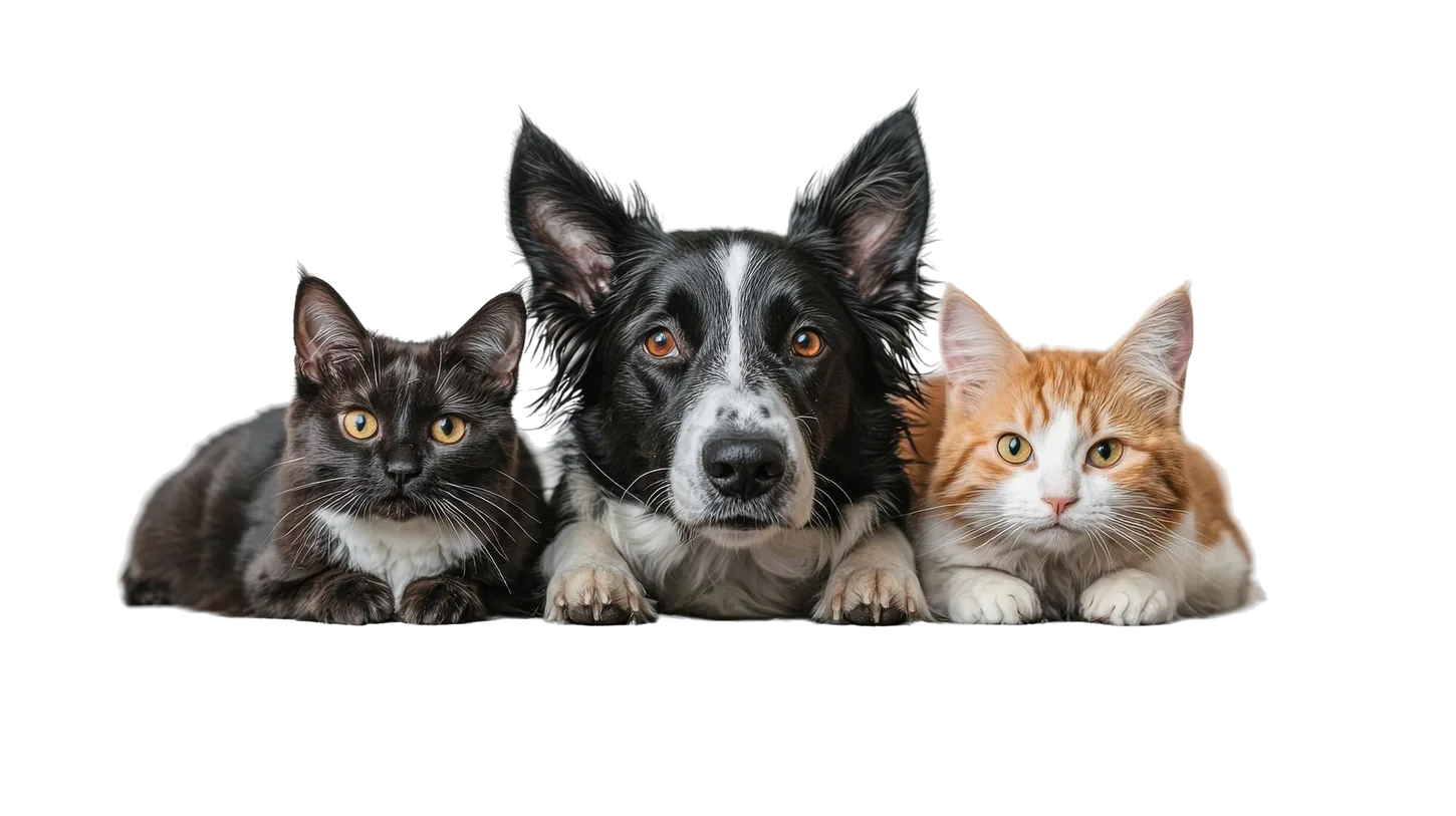 A cat, a dog and a kitten resting together