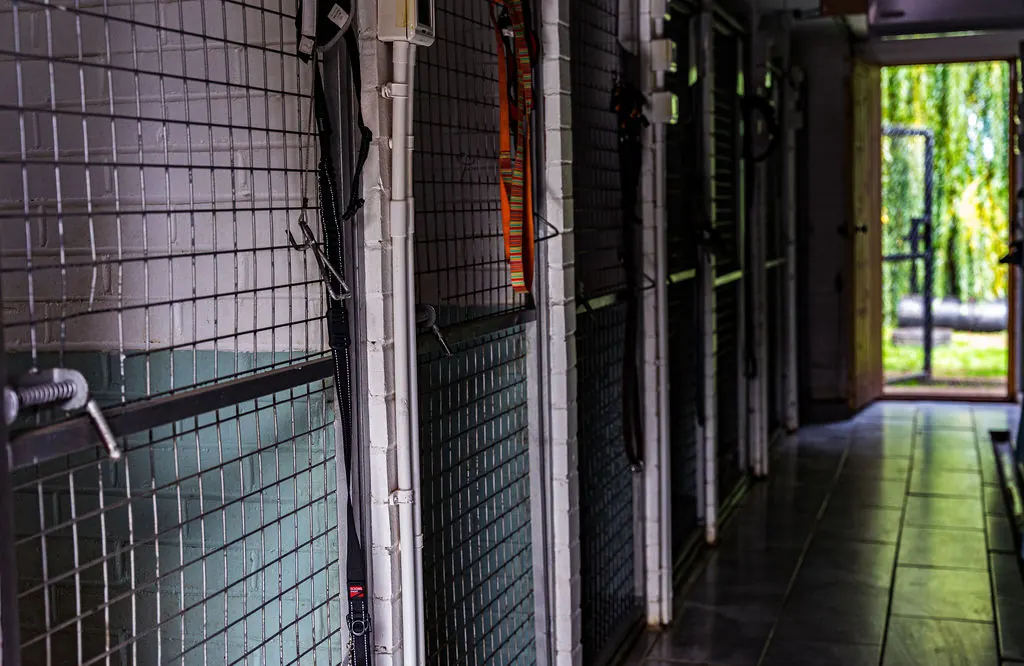 Inside the dog runs at Pine Farm - individual, heated pens