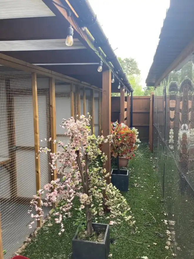 The cattery runs at Pine Farm, with blossom and fairy lights